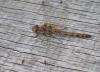 Sympetrum striolatum